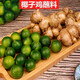 味小仙 茂名高州特產(chǎn) 新鮮沙姜 山奈白切雞調(diào)味配料 姜+桔共 500g