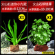 瘋狂水草銅錢(qián)草魚(yú)缸水草植物直接入缸水生植物火山石小九冠 源頭直發(fā)包郵