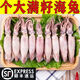 臻鮮蓓海兔子帶籽新鮮帶籽烏小管魷魚籽批發(fā)鮮活冷凍海鮮水產 特級滿籽5斤 8-14只/斤