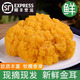 新鮮黃金耳菌刺身級別【順豐空運】云南特產(chǎn)精選山珍生鮮冷鏈發(fā)貨 精品金耳菌（可刺身）順豐空運 1000g
