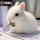 仟蕓兔子活物侏儒兔鳳眼小型茶杯兔長(cháng)不大不咬人宿舍貓貓荷蘭垂耳活體 白色侏儒兔