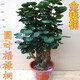 意軒大型綠植金錢(qián)兜福祿桐盆栽 花卉觀(guān)葉盆景客廳發(fā)財樹(shù)圓葉綠植盆栽 50-60cm老樁（不含盆）