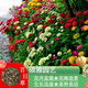 碩雅園藝百日草種子重瓣花種子卉陽(yáng)臺盆栽草花籽四季種易活耐寒耐旱室外 混色百日草一斤