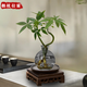 景郁春 JIRYUCUR發(fā)財樹(shù)小盆栽水培植物辦公室內桌面綠植發(fā)財樹(shù)+煙灰圓瓶源頭直發(fā)