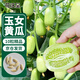 花沃里玉女黃瓜種子10粒 水果黃瓜蔬菜種子迷你小黃瓜陽(yáng)臺盆栽土種菜籽