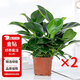 花翁綠公主盆栽花卉植物室內水培綠植 大盆金鉆【2盆】原盆土源頭直發(fā)