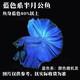 墨一泰國斗魚(yú)活體馬尾獅王半月公母熱帶魚(yú)泰斗淡水好養耐養魚(yú)觀(guān)賞魚(yú)缸 半月藍色系1條+魚(yú)食吸便器