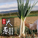 密農(nóng)人家新鮮大蔥 做餡蔥 蔥香濃郁 不辣心大蔥 鐵桿大蔥500g