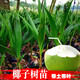 君揚椰子樹(shù)苗 黃金矮化椰子樹(shù)苗 高金椰子樹(shù)南方種植帶殼帶葉子發(fā)貨 青椰60cm高（帶殼帶葉）