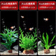 瘋狂水草水草植物直接入缸魚(yú)缸造景火山石南美青竹鹿角茸九冠源頭直發(fā)包郵