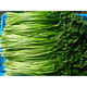 思蔬新鮮水芹菜蔬菜原生態(tài)野菜小葉水芹菜無(wú)節水芹農家 1000g