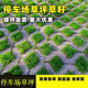 停車(chē)場(chǎng)草坪草籽種子草坪磚不修剪四季低矮耐踩踏耐壓植草磚草種孑 矮腳狗/1斤
