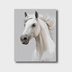 史歷克 數字油畫(huà)diy動(dòng)物白馬手工填色油畫(huà)現代簡(jiǎn)約減壓涂色畫(huà) FZ-19198 60*75cm 彩布(要自己涂色)