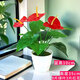 仿真紅掌假花室內花草盆栽裝飾客廳擺件綠植塑料花盆景辦公室大盆 仿真花【單束12頭紅掌+白盆】