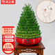 沭之美竹塔水培植物盆栽寶塔竹水養(yǎng)竹塔 13層竹塔+紅福陶瓷盆 源頭直發(fā)