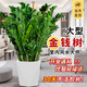 臨雅金錢樹盆栽客廳大花盆辦公室內(nèi)大型好養(yǎng)綠植喬遷搖錢串子真樹擺件 金錢樹0.9-1米+棱形樹脂盆