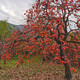 瀚霦鑫火晶柿子苗南北方庭院地栽紅燈籠柿子樹(shù)苗盆栽嫁接小火罐當年結果 5年壯苗【結果多】