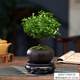 歆妍小葉赤楠老樁盆景苗植物花卉微景觀水培辦公室內(nèi)好養(yǎng)四季常青盆栽 小葉赤楠+舍得陶瓷盆+復(fù)古托 帶盆栽好