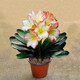帶盆帶土6年大苗綠植盆栽室內(nèi)精品花卉君子蘭花苗花卉室內(nèi)花卉鮮花花卉室內(nèi)盆景盆栽綠植君子蘭苗素顏 粉雨君子蘭8-10片帶盆帶土