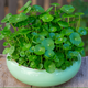 景郁春 JIRYUCUR銅錢草水培植物盆栽四季好養(yǎng)帶葉銅錢草1盆+青花瓷盆 源頭直發(fā)