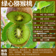 MPPMCK獼猴桃樹(shù)苗公母同株果苗紅心軟棗徐香彌猴桃苗公母同株南方北方奇 綠心5年苗【雌雄同體】買(mǎi)2贈1 一 40cm(含)-50cm(不含)