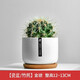 綠蔭巷子仙人掌球多肉植物盆栽室內(nèi)類電腦桌面綠植小盆栽組合好養(yǎng)肉肉盆景 【金琥】白瓷含托盆 含盆