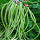 壽禾 豆角種子長(cháng)豇豆籽豆橛架豆四季秋冬季豆蔬菜苗壽光菜苗帶土秧苗 無(wú)架豆籽 50g