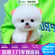 冠聰博美犬活體寵物狗狗超小體寵物狗長(zhǎng)不大的茶杯犬博美狗幼崽寵物狗 寵物級(jí) 公