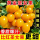 果果汐新鮮黃金圣女果櫻桃小番茄現摘自然熟酸甜黃皮西紅柿水果 1斤嘗鮮裝
