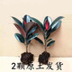 種花迷橡皮樹黑金剛盆栽植物室內(nèi)吸甲醛客廳凈化空氣四季綠植花卉 橡皮樹25-30高（發(fā)2顆