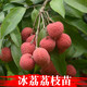 君揚無核A4妃子笑荔枝樹苗桂味糯米糍白糖罌雞嘴荔糯米糍荔枝王荔枝苗 冰荔荔枝苗 三年苗80-100cm高(帶土帶葉)
