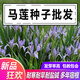 山谷里的居民新采馬蓮種子馬蘭種子新貨馬蘭頭 雞兒菜路邊菊種子花卉種子 馬蓮種子一斤
