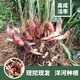 陽(yáng)荷茗荷 洋荷姜種根 陽(yáng)藿山姜觀(guān)音花野生姜蓮花姜種子洋河姜種苗 5斤洋河種根
