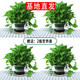 繽賢綠蘿盆栽室內(nèi)辦公室植物大葉吊蘭花卉綠植綠籮盆景吸水盆懶人 180#加侖盆綠蘿四盆+2液