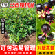 芥圃巴西櫻桃苗 官方旗艦  車(chē)厘子樹(shù)苗大櫻桃樹(shù)苗盆栽果樹(shù)苗木南北方 巴西甜櫻桃苗 2年苗 高度：40-60公分