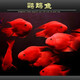 樂(lè)淘逸寵血紅鸚鵡魚(yú)活體發(fā)財(cái)魚(yú)財(cái)神魚(yú)大型熱帶觀賞魚(yú)淡水好養(yǎng) 10-12cm血鸚鵡6條發(fā)順豐