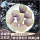 海蘊極鮮【活鮮】鮮活貴妃蚌 新鮮漳港蚌貴妃貝 1000g(凈重)  （8-15只左右）