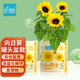 IAM City Farmer向日葵罐頭盆栽兒童種植小盆栽diy種子幼兒園綠植種植作業(yè)10066