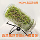 西蘭花芽苗菜種子水培天然蘿卜硫素營養(yǎng)食用芽菜培育直銷批發(fā)價 1L寬口套裝+西蘭花籽80克+接水盤