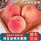 南步河北深州大蜜桃【順豐速運】馬莊特產(chǎn)水蜜桃大壽桃貢桃中秋送禮盒 5斤裝 中果【單果4-7兩】紙箱