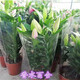意軒香水百合 綠化庭院香水花盆栽苗帶花苞水培室內(nèi)客廳辦公室陽臺(tái) 粉紅色香水百合原裝簡單