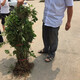 儂律 爬山虎苗 大小苗 爬墻虎苗 美國五葉地錦花卉樹苗攀援爬藤植物庭院別墅公園綠化苗木 墻體護(hù)坡綠化 爬山虎 2年苗1棵