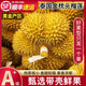 寄春 泰國(guó)金枕榴蓮  進(jìn)口榴蓮整個(gè)帶殼鮮果整箱送禮新鮮批發(fā)水果送禮 金枕甄選精果4-5斤