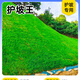 批發(fā)草坪草籽四季常青矮生馬尼拉耐寒耐旱護(hù)坡綠化草籽種子50斤裝 護(hù)坡王凈籽批發(fā)/50斤