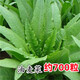 唯友蔬菜種子大全四季播種陽(yáng)臺盆栽農家小菜園香菜生菜菠菜小蔥易種 油麥菜 約700粒