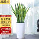 Only you【兩小時(shí)達】發(fā)財樹(shù)金錢(qián)樹(shù)散尾葵天堂鳥(niǎo)福祿桐室內盆栽開(kāi)業(yè)喬遷 虎尾蘭
