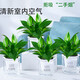 綠有意金鉆盆栽植物水培綠植花卉多肉辦公室內(nèi)去吸除甲醛鉑金鉆綠公主 【4盆推薦】金鉆+早安盆+營(yíng)養(yǎng)液 含盆