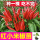 康和豐山東壽光摘不敗紅小米辣秧苗幼苗特辣朝天椒種子四季高產(chǎn)辣椒盆栽 紅小米辣苗5棵+送1棵+10g肥