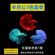 墨一泰國斗魚(yú)活體馬尾獅王半月公母熱帶魚(yú)泰斗淡水好養耐養魚(yú)觀(guān)賞魚(yú)缸 半月公3色套餐(紅-藍-雜色)共3條