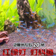 SMVP燈科魚(yú)紅綠燈藍眼燈三角燈寶蓮燈觀(guān)賞魚(yú)紅鼻剪刀熱帶魚(yú)魚(yú)缸淡水魚(yú) 紅綠燈20條